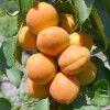 Marhuľa (Prunus armeniaca) COMPACTA