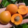 Marhuľa (Prunus armeniaca) COMPACTA