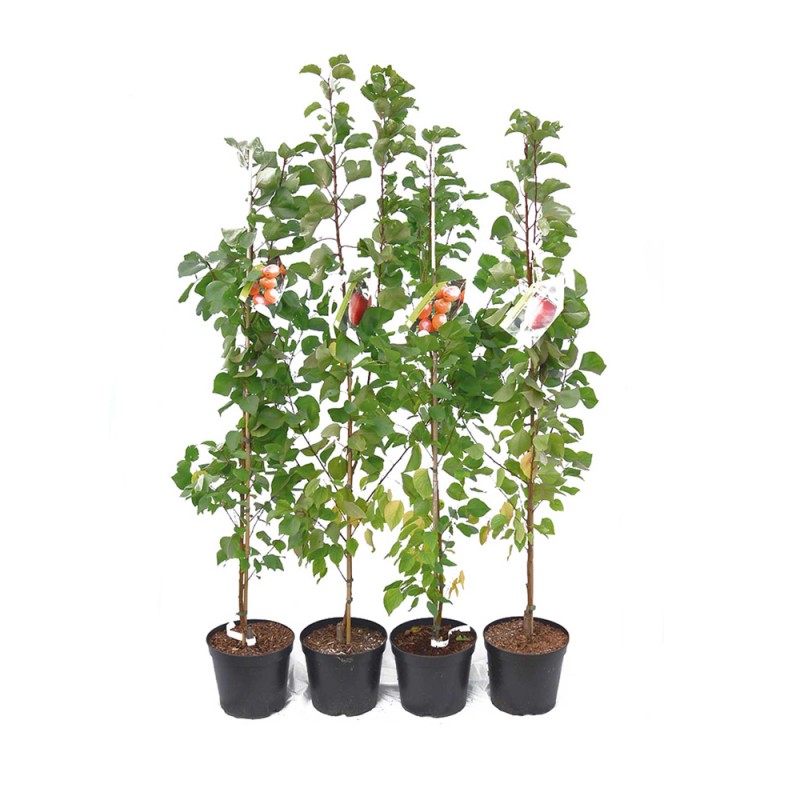 Marhuľa (Prunus armeniaca) KIOTO