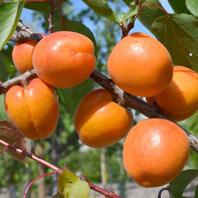 Aprikose (Prunus armeniaca) NASLASCHDENIE