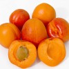 Apricot (Prunus armeniaca) RARES