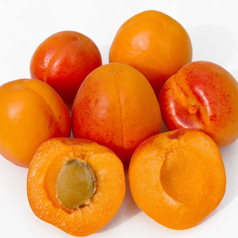 Apricot (Prunus armeniaca) RARES