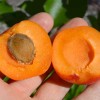 Apricot (Prunus armeniaca) RARES
