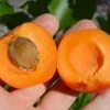 Aprikose (Prunus armeniaca) RARES