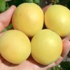 Apricot (Prunus armeniaca) SHALAKH pineapple