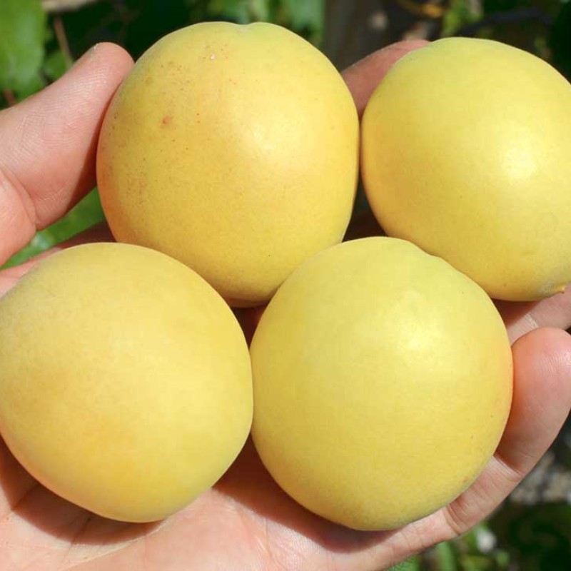 Apricot (Prunus armeniaca) SHALAKH pineapple