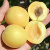 Apricot (Prunus armeniaca) SHALAKH pineapple