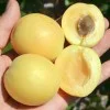 Apricot (Prunus armeniaca) SHALAKH pineapple