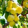 Apricot (Prunus armeniaca) SHALAKH pineapple