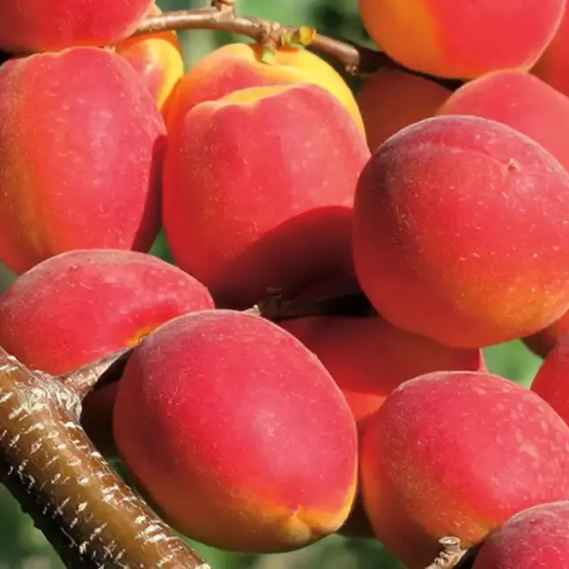 Marhuľa (Prunus armeniaca) SARATOVSKIJ RUBIN