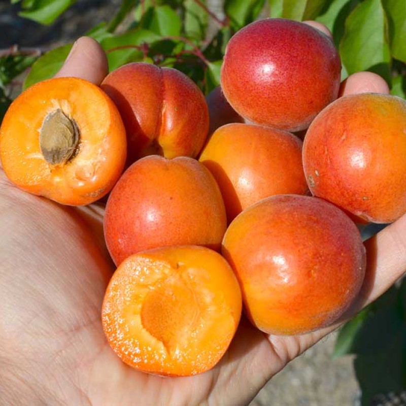 Marhuľa (Prunus armeniaca) TSUNAMI