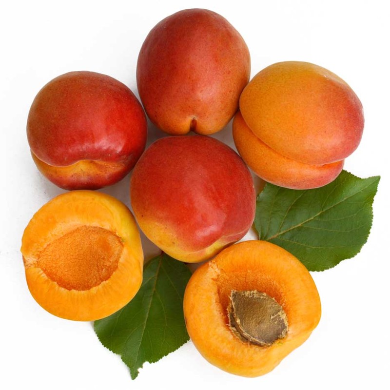 Apricot (Prunus armeniaca) VIORICA