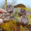 Mišpuľa (Mespilus germanica) DELICE Des VANNES