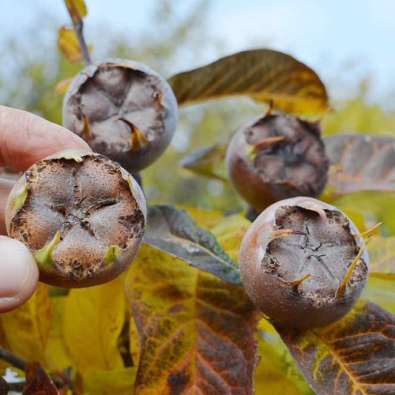 Mišpuľa (Mespilus germanica) DELICE Des VANNES