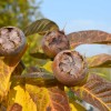 Mišpuľa (Mespilus germanica) DELICE Des VANNES