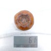 Mišpuľa (Mespilus germanica) DUTCH GIANT