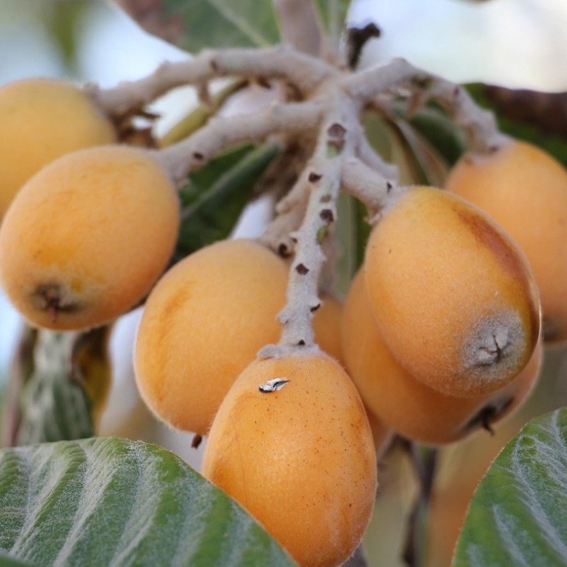 Mišpuľa japonská - Eriobotrya japonica