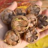 Mispel (Mespilus germanica) NOTTINGHAM