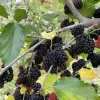 Mulberry (Morus alba x Morus rubra) GERARDI DWARF