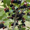 Mulberry (Morus alba x Morus rubra) GERARDI DWARF