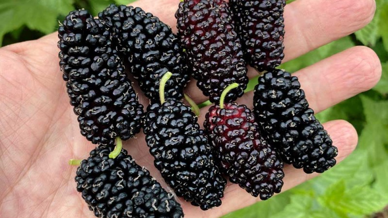 Moruša - pestovanie a starostlivosť - kompletný sprievodca Moruša - pestovanie a starostlivosť - kompletný sprievodca