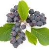 Saskatoon Berry (Amelanchier alnifolia) MARTIN