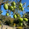 Oliva (Olea europaea) ASCOLANA TENERA