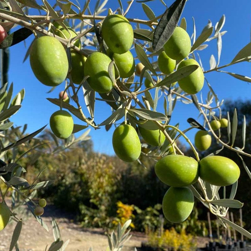 Oliva (Olea europaea) ASCOLANA TENERA