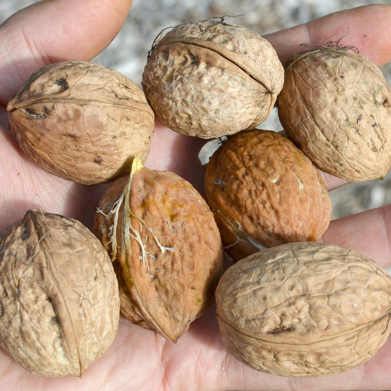 Orech (Juglans regia) BUCCANEER