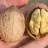 Walnut Trees