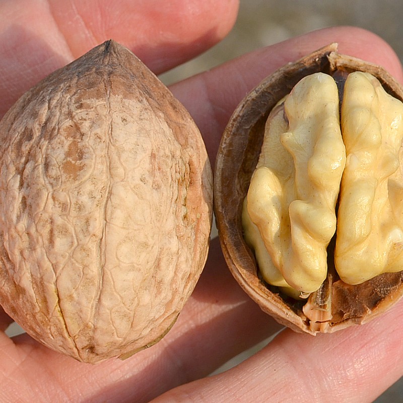 Orech (Juglans regia) CHIARA