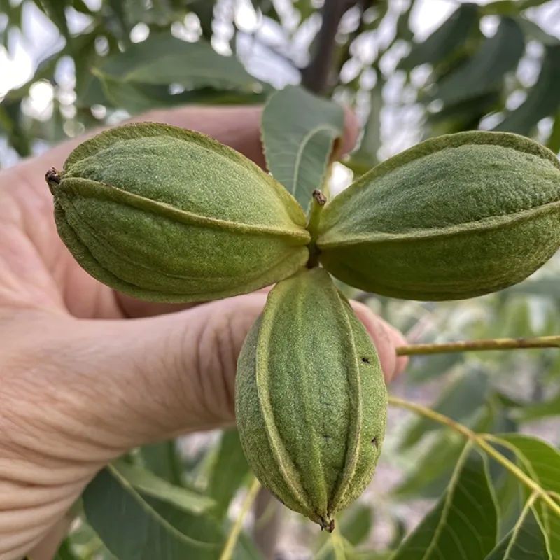 Pekannussbaum (Carya illinoinensis) LUCAS