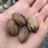 Pekannussbaum (Carya illinoinensis) LUCAS