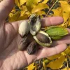 Pekannussbaum (Carya illinoinensis) LUCAS