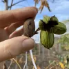 Pekannussbaum (Carya illinoinensis) LUCAS