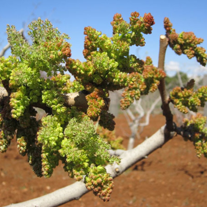 Pistachio tree (Pistacia vera) PETERS