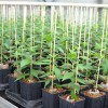 Osage orange (Maclura pomifera) one year old seedling