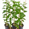 Osage orange (Maclura pomifera) one year old seedling