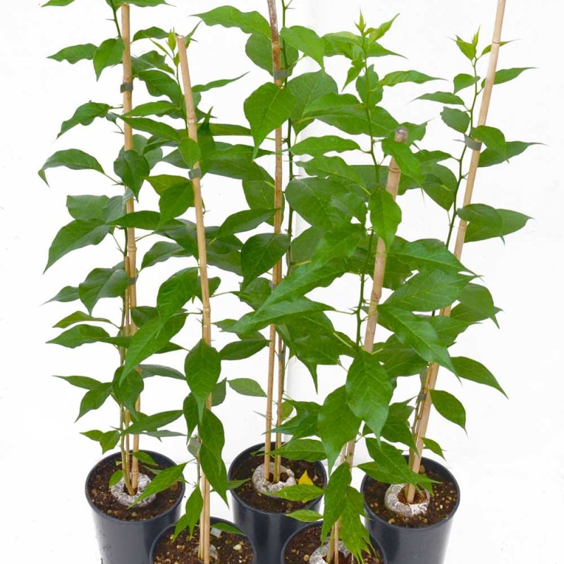 Osage orange (Maclura pomifera) one year old seedling