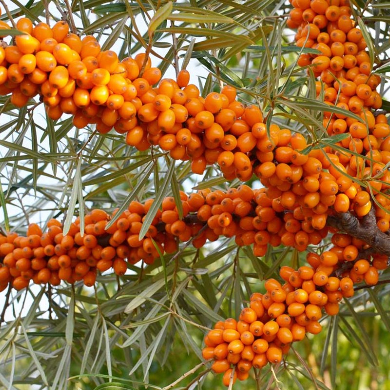 Rakytník rešetliakový (Hippophae rhamnoides) BALTIK