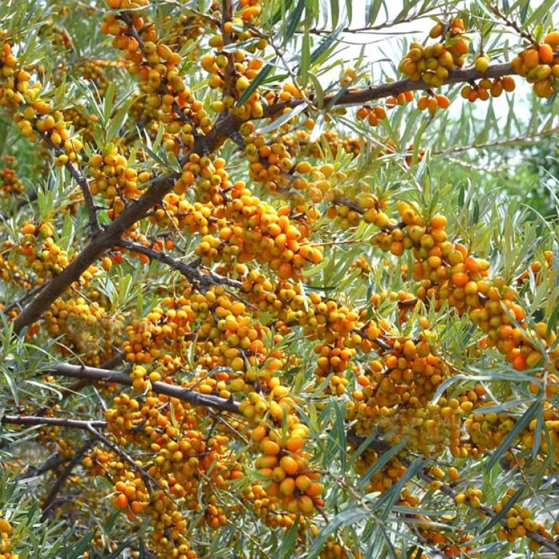 Sanddorn weiblich (Hippophae rhamnoides) BOTANITSCHESKAJA