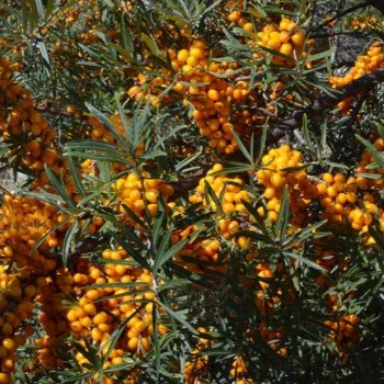 Rakytník rešetliakový (Hippophae rhamnoides) DORANA (S)