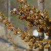 Rakytník rešetliakový (Hippophae rhamnoides) OPEĽOVAČ