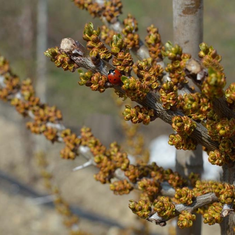 Sanddorn männlich (Hippophae rhamnoides) BESTÄUBER
