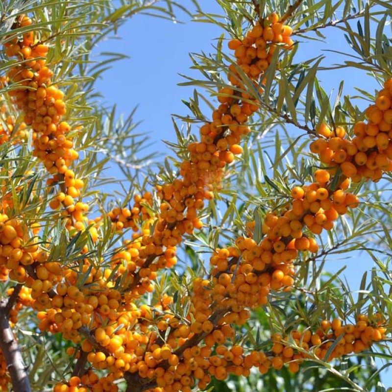 Sea buckthorn (Hippophae rhamnoides) PANTELEYEVSKA