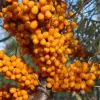 Rakytník rešetliakový (Hippophae rhamnoides) PANTELEJEVSKÁ
