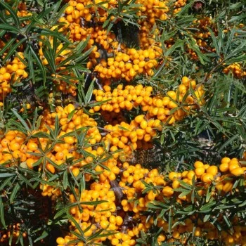 Sea buckthorn (Hippophae rhamnoides) PODRUGA