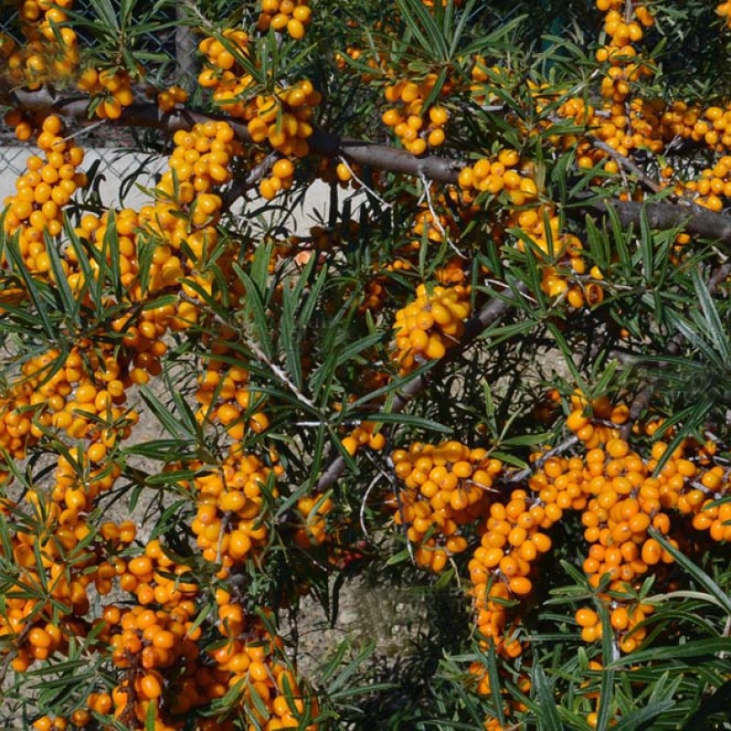 Sanddorn weiblich (Hippophae rhamnoides) SOLNETSCHNAJA
