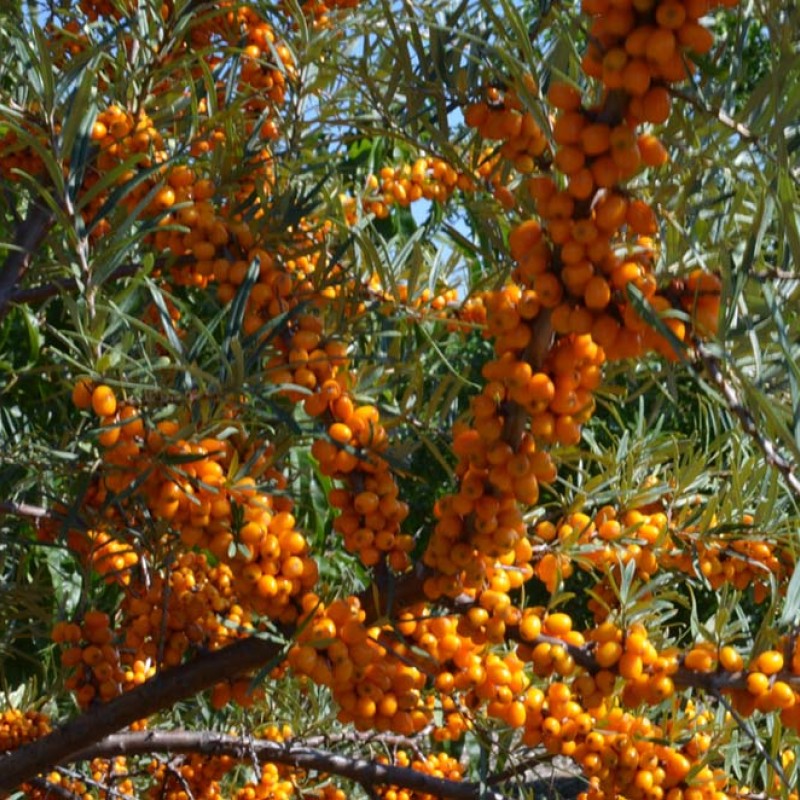 Rakytník rešetliakový (Hippophae rhamnoides) VOROBJEVSKÁ