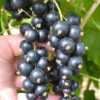 Schwarze Johannisbeere Strauch (Ribes nigrum) TSCHERNY BUMER®